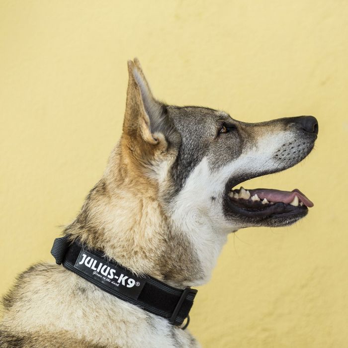 Julius-K9 Collar negro con asa