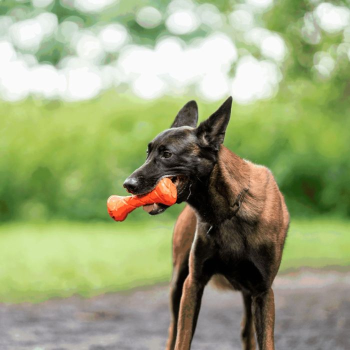 HS Sprenger Dog Toy Fun Apport