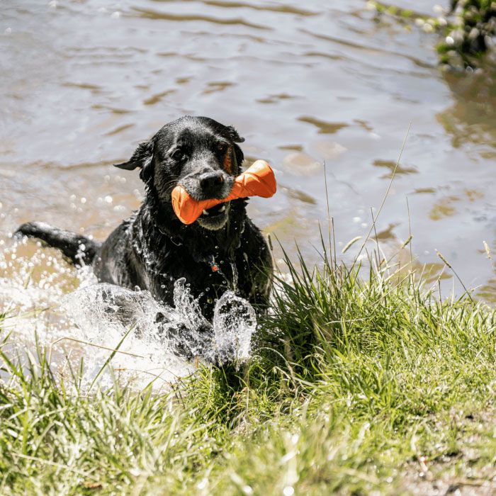 HS Sprenger Dog Toy Fun Apport