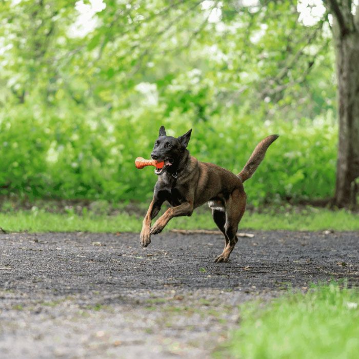 HS Sprenger Dog Toy Fun Apport