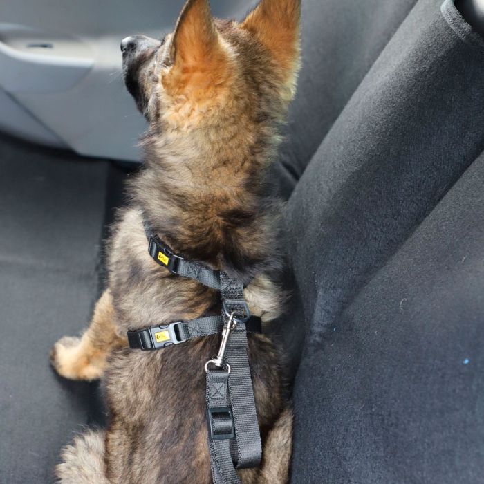 Dingo Arnés de seguridad para coche
