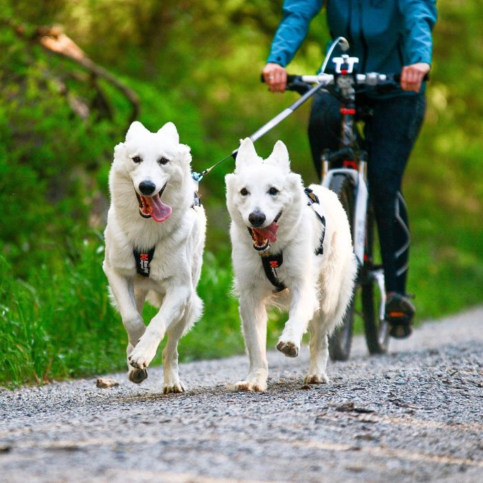 Non-stop dogwear Freemotion