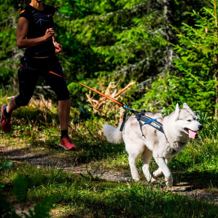 Non-stop dogwear Freemotion