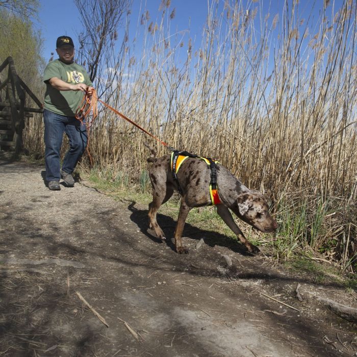 Julius-K9 Arnés de Mantrailing