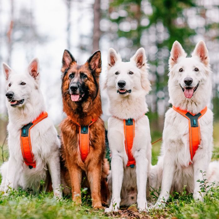 Non-stop dogwear Line Harness naranja