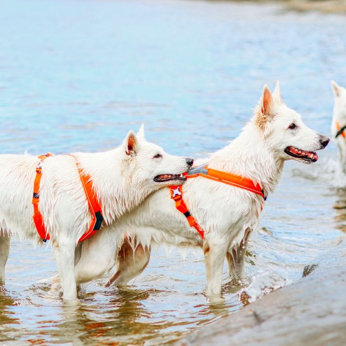 Non-stop dogwear Line Harness naranja