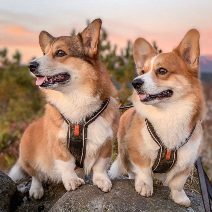 Non-stop dogwear Line Harness negro