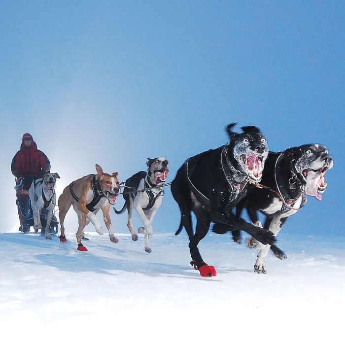 Non-stop dogwear Nansen nome