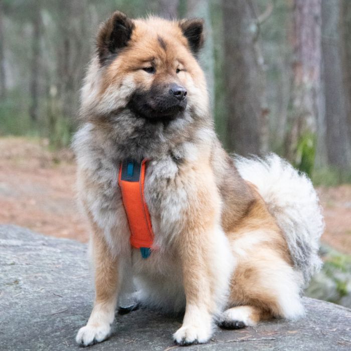 Non-stop dogwear Line Harness naranja