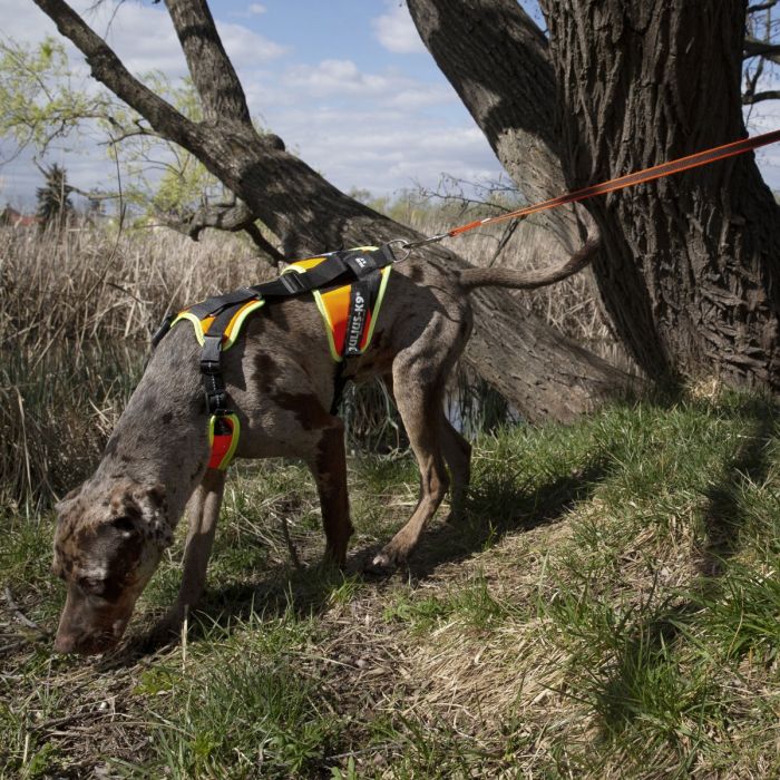 Julius-K9 Arnés de Mantrailing