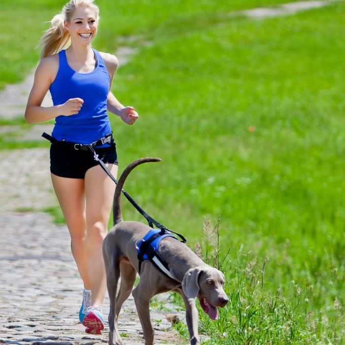 Dingo Set para correr con perro