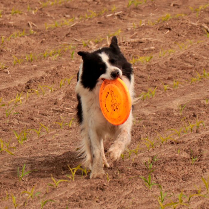 Dingo Disco frisbee para perro 23,5 cm