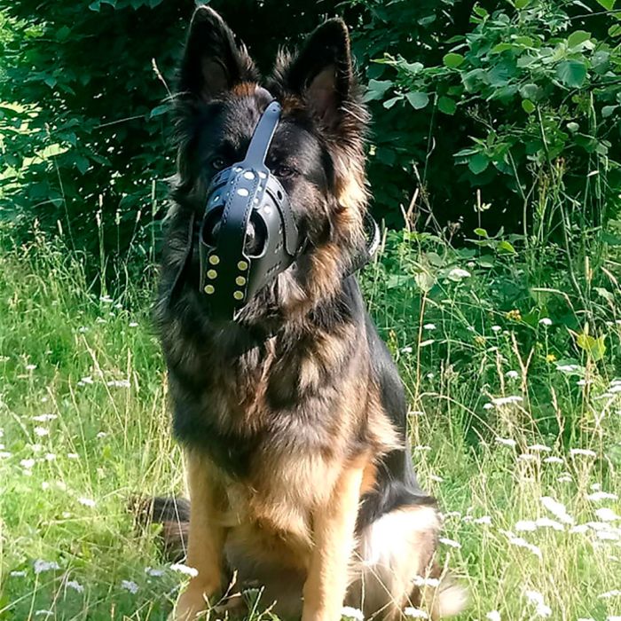 Dingo Gear Bozal de impacto de cuero reforzado