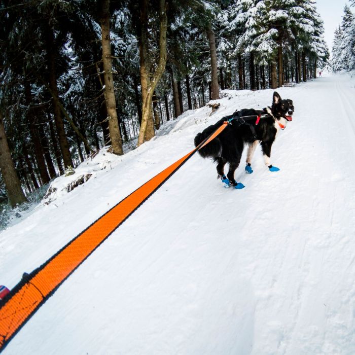 Non-stop dogwear Bungee leash