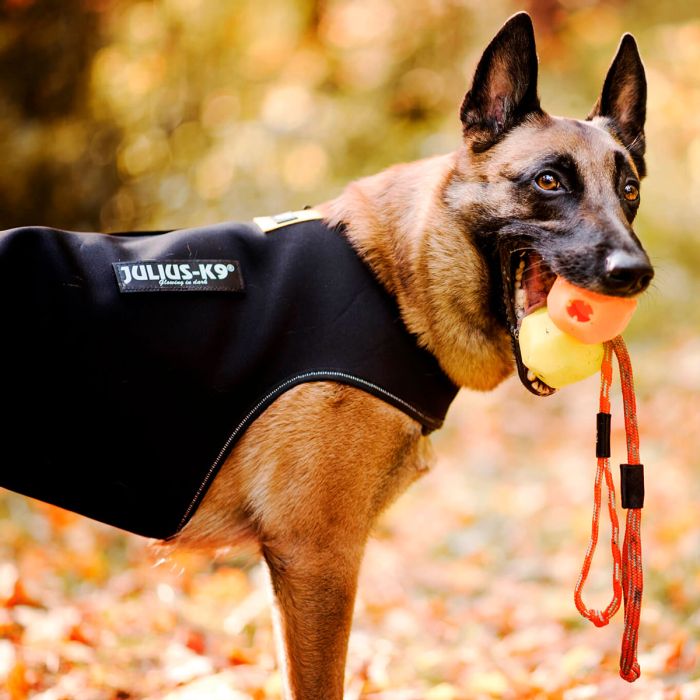 Julius-K9 Chaqueta IDC de neopreno