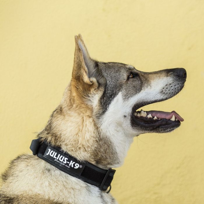 Julius-K9 Collar negro con asa