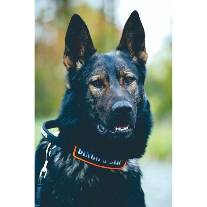 Dingo Gear Collar táctico cobra con asa 40 mm