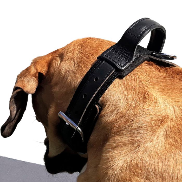 Dingo Gear Collar Drago con asa 50 mm