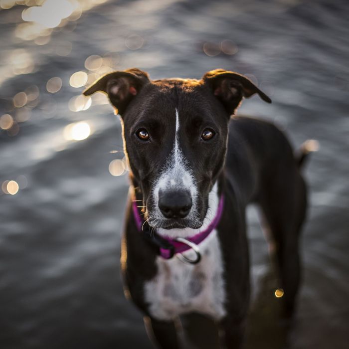 Julius-K9 Collar color & gray rosa