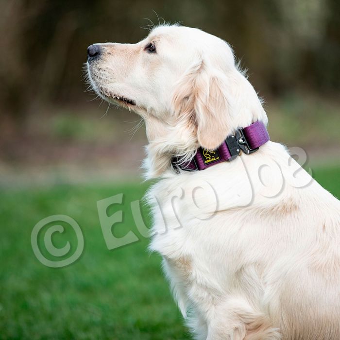 Euro Joe Collar táctico morado 38 mm