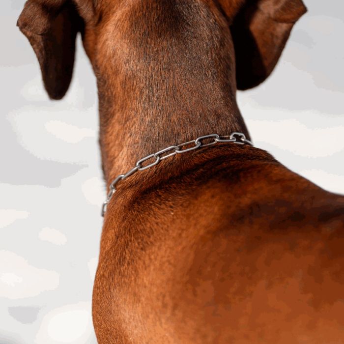 HS Sprenger Collar eslabon largo con restricción de acero inoxidable 2 mm
