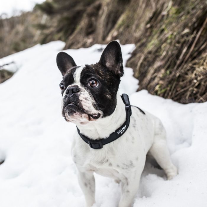 Julius-K9 Collar color & gray negro