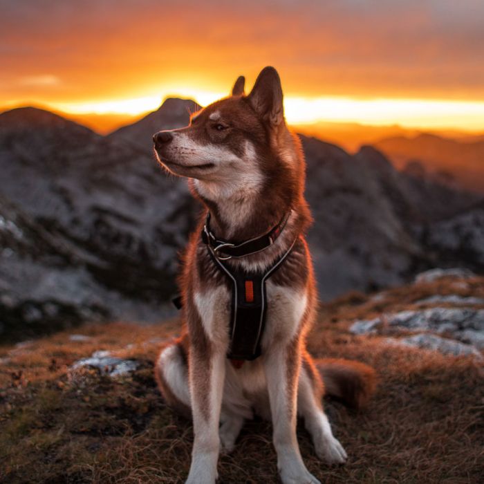 Non-stop dogwear Collar Polar