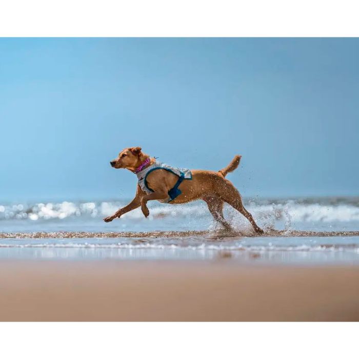 Non-stop dogwear Cooling vest