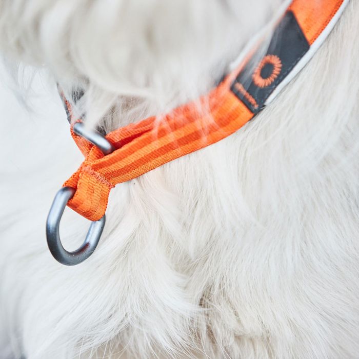 Non-top dogwear Collar Cruise naranja