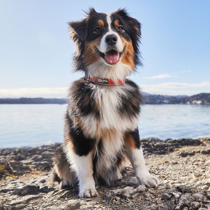 Non-top dogwear Collar Cruise naranja