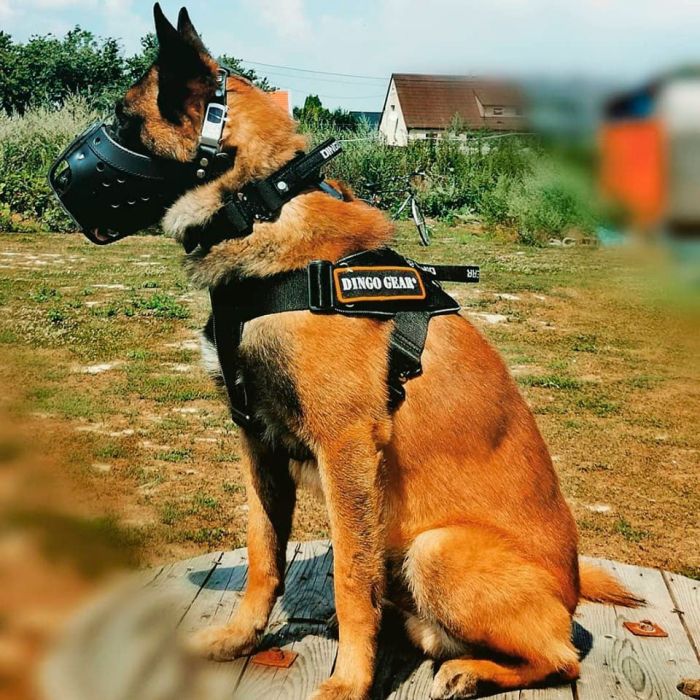 Dingo Gear Bozal de impacto de cuero reforzado