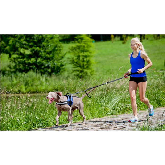 Dingo Set para correr con perro