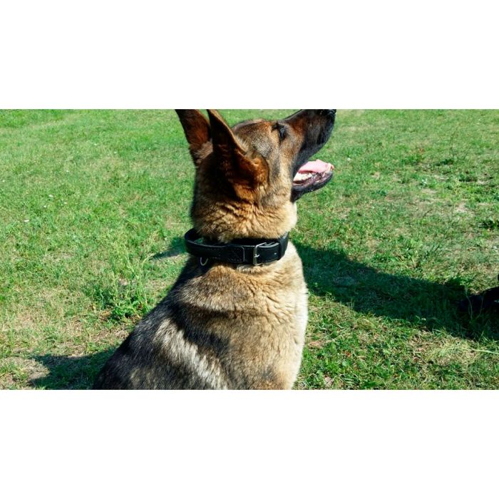Dingo Gear Collar Drago de cuero con asa 50 mm