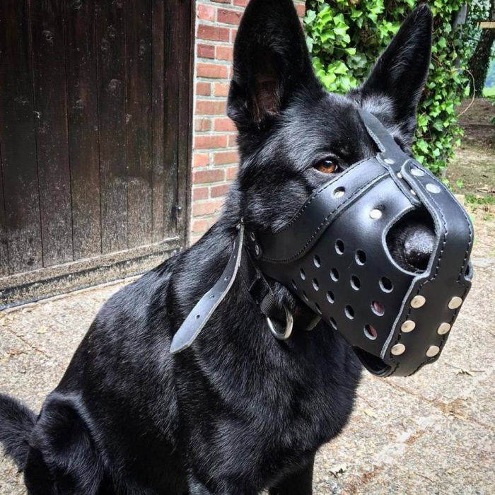 Dingo Gear Bozal de impacto de cuero reforzado
