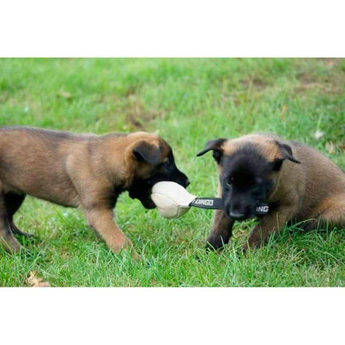 Dingo Gear Pelota de cuero de 8 cm con asa