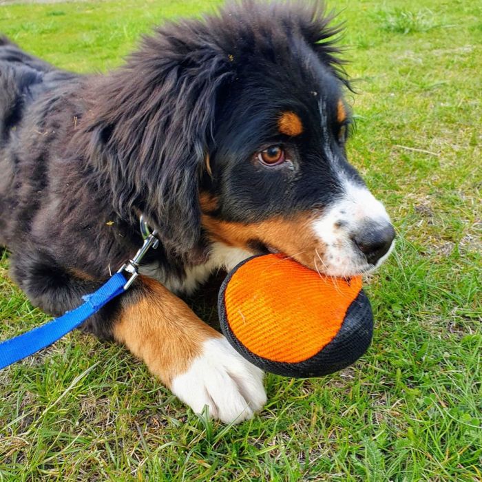 Dingo Gear Pelota de tela francesa 9 cm con cuerda