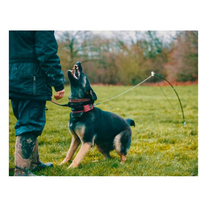 Dingo Gear Flexi Pole