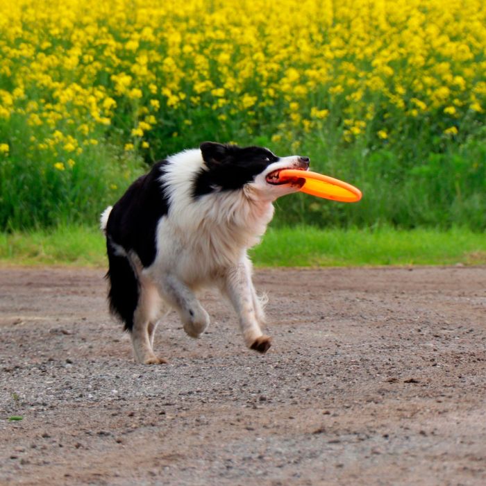 Dingo Disco frisbee para perro 23,5 cm