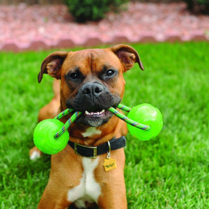 Kong Squeezz Ball con asa