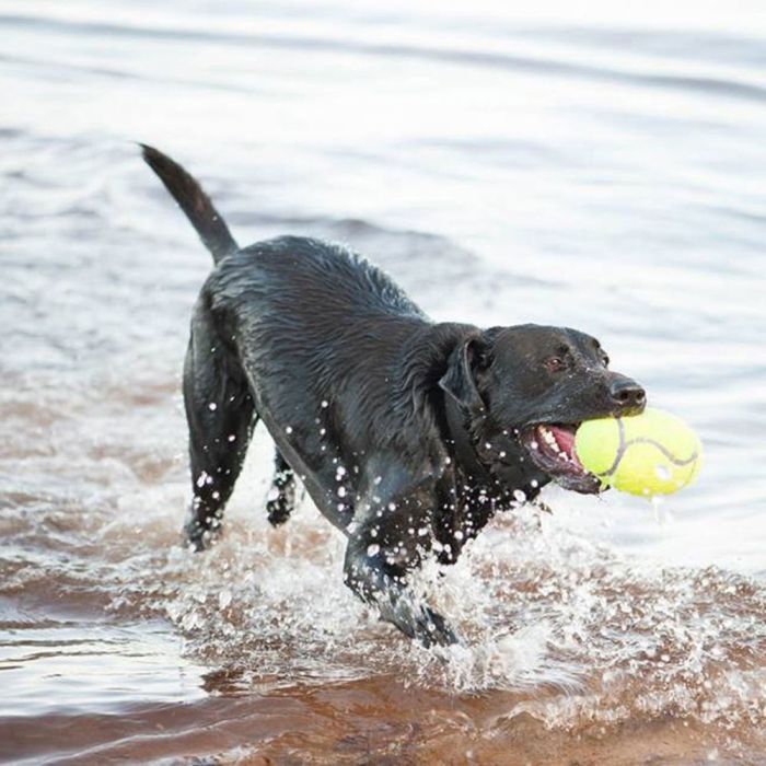 Kong Airdog Squeaker Football