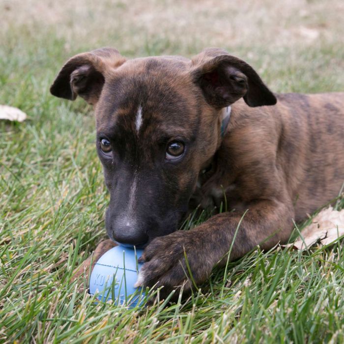 Kong Puppy Ball azul