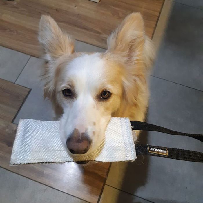 Dingo Gear Mordedor de manguera con un asa