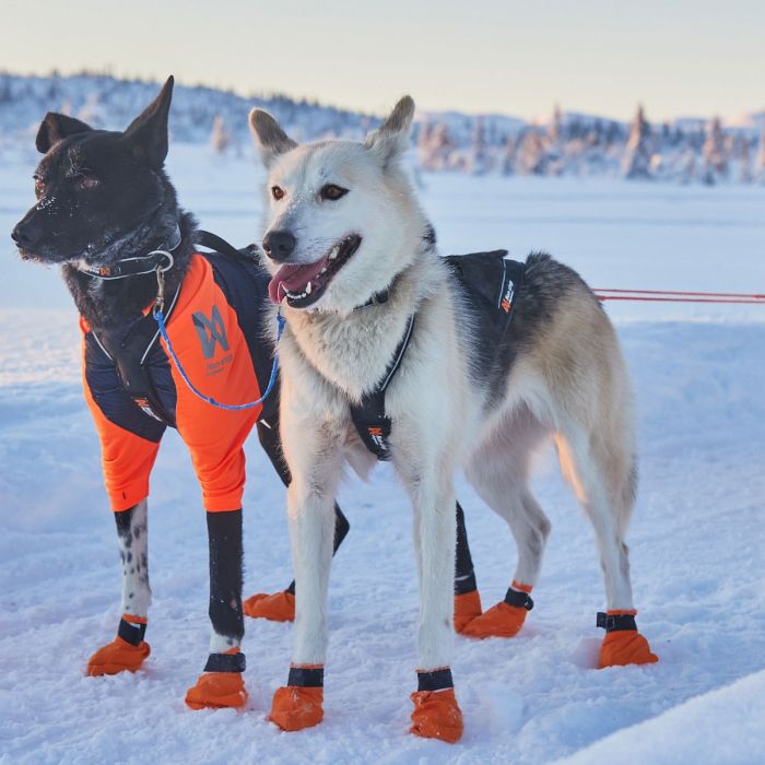 Non-stop dogwear Nansen Nome Harness 5.0