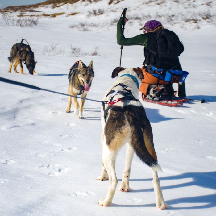 Non-stop dogwear Nansen nome