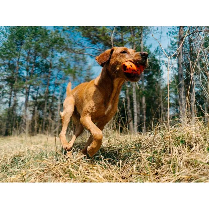 Non-stop dogwear Dog throw toy