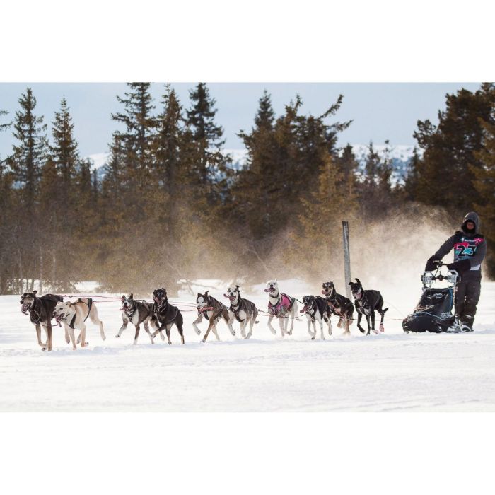 Non-stop dogwear Nansen nome