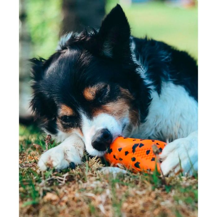 Non-stop dogwear Dog throw toy