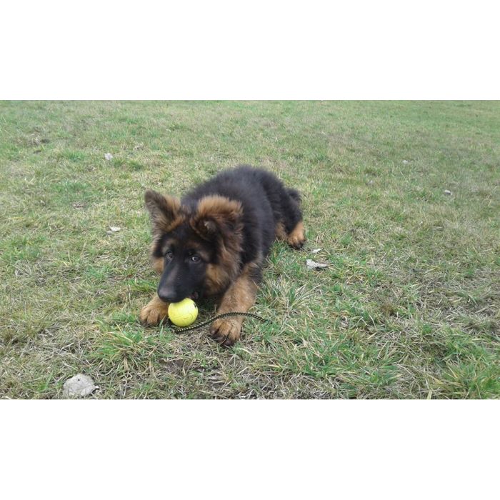 Dingo Gear Pelota flotante de 70 mm con cuerda