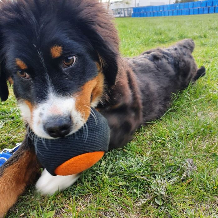 Dingo Gear Pelota de tela francesa 9 cm con cuerda