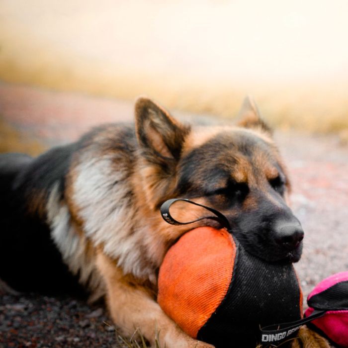Dingo Gear Pelota de tela francesa 19 cm con asa